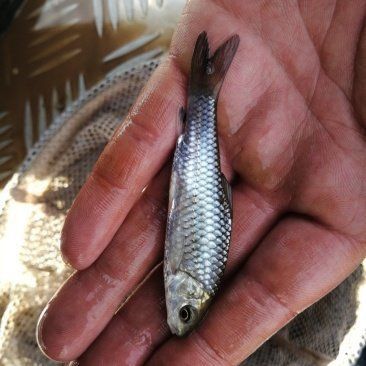 四川魚苗批發
