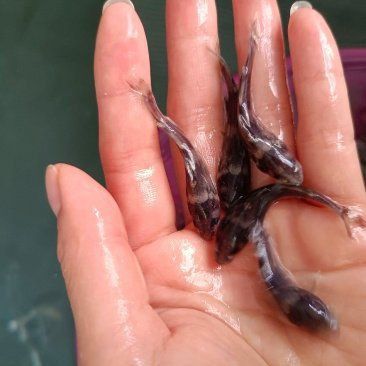 四川魚苗批發