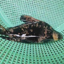 四川魚苗批發