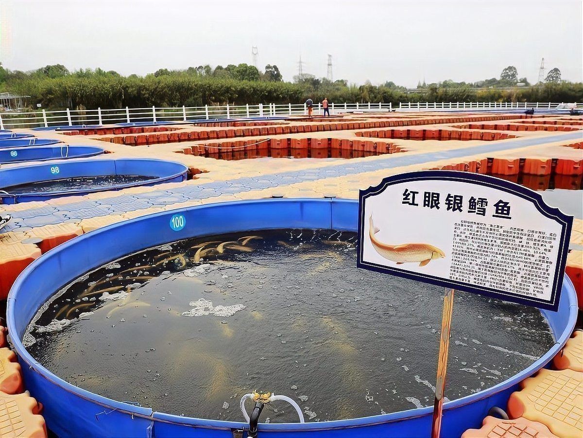 四川魚苗批發