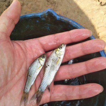 四川魚苗批發