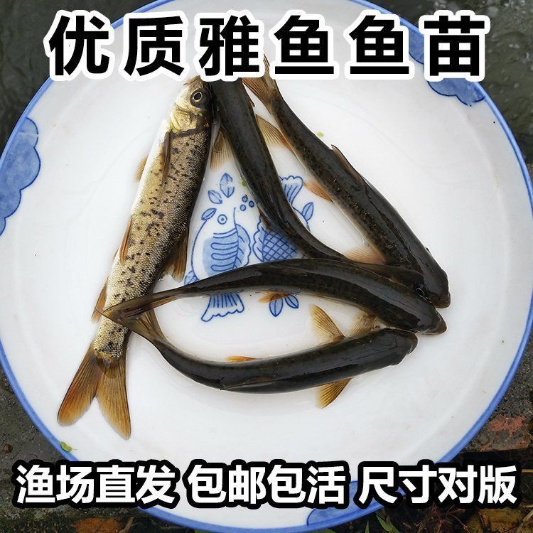 四川魚苗批發