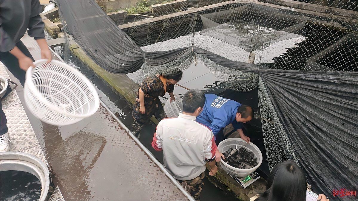 四川魚苗批發