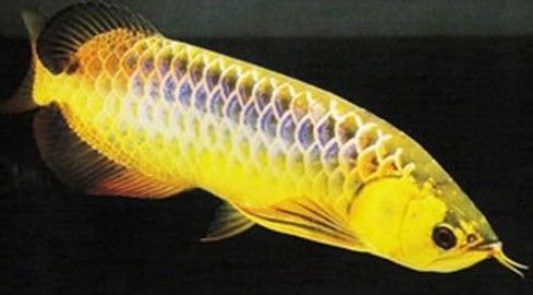 金龍魚父親孵卵死亡 金龍魚父親孵卵死亡 龍魚百科 第2張