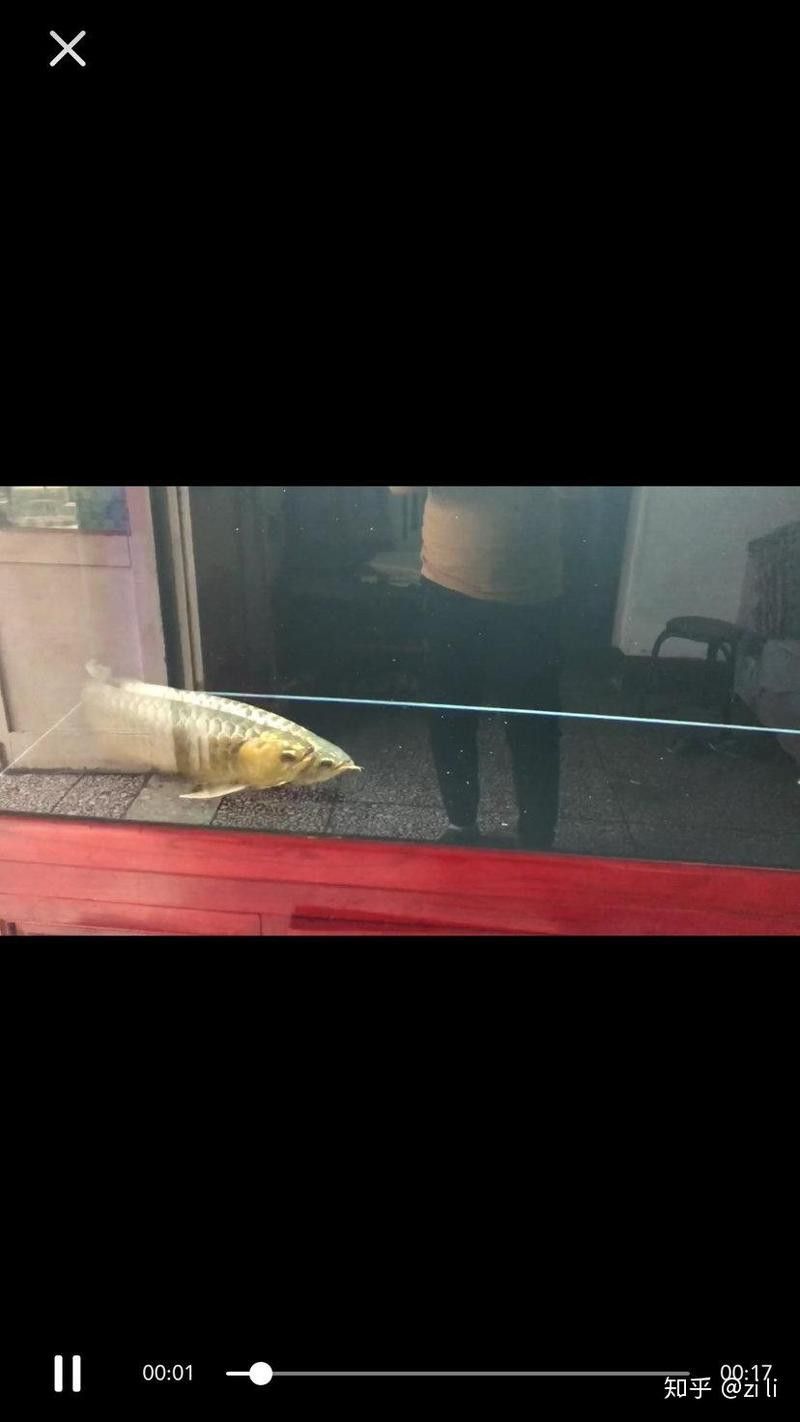 金龍魚父親孵卵死亡 金龍魚父親孵卵死亡 龍魚百科 第5張