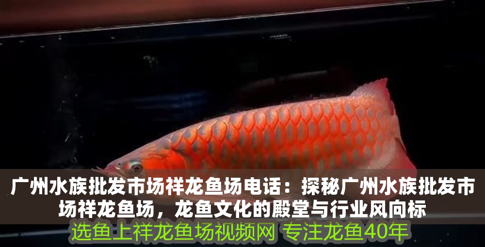 廣州水族批發市場祥龍魚場電話：探秘廣州水族批發市場祥龍魚場，龍魚文化的殿堂與行業風向標 廣州水族批發市場祥龍魚場電話：探秘廣州水族批發市場祥龍魚場，龍魚文化的殿堂與行業風向標 龍魚百科 第1張