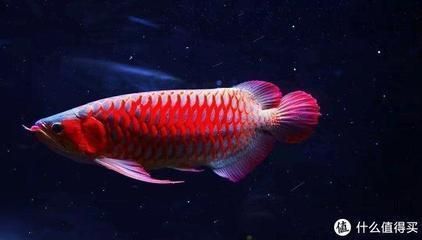 紅龍魚繁殖期間的光照需求:紅龍魚在繁殖期間的光照需求 龍魚百科 第5張 紅龍魚繁殖期間的光照需求:紅龍魚在繁殖期間的光照需求 紅龍魚繁殖期間的光照需求:紅龍魚在繁殖期間的光照需求 龍魚百科 第5張