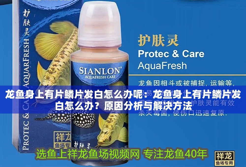 龍魚身上有片鱗片發白怎么辦呢：龍魚身上有片鱗片發白怎么辦？原因分析與解決方法