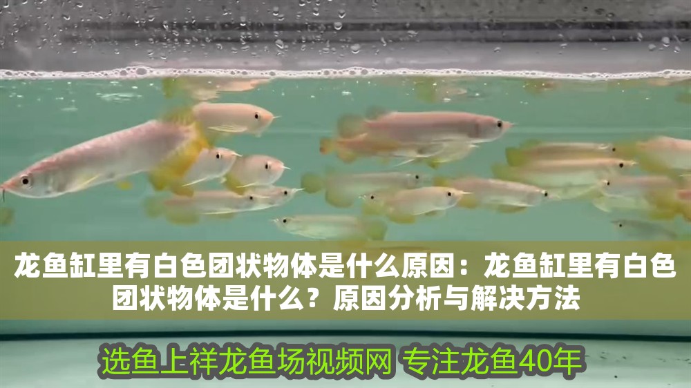龍魚缸里有白色團狀物體是什么原因：龍魚缸里有白色團狀物體是什么？原因分析與解決方法