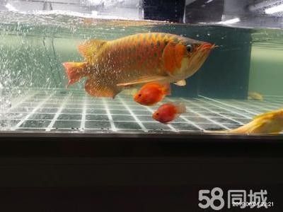 魟魚 龍魚高端配魚有哪些:幾種適合與龍魚混養的高端配魚 龍魚百科 龍魚高端配魚有哪些:幾種適合與龍魚混養的高端配魚 龍魚高端配魚有哪些:幾種適合與龍魚混養的高端配魚 龍魚百科
