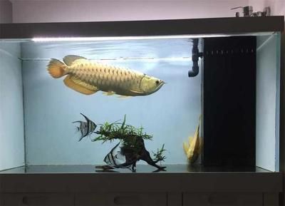 龍魚養一年有多大 龍魚百科 第1張 龍魚養一年有多大 龍魚養一年有多大 龍魚百科 第1張