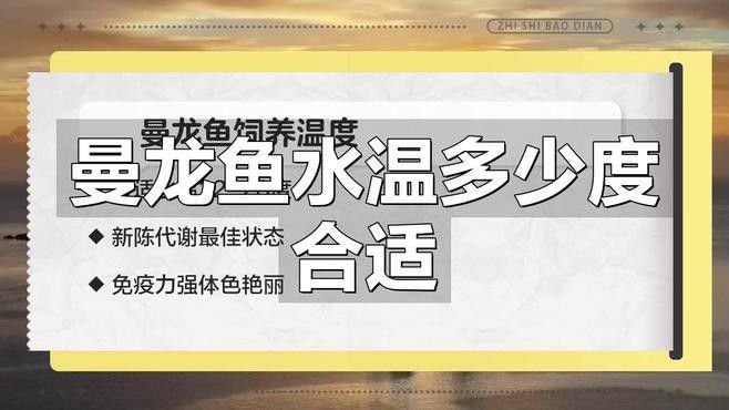 黃曼龍魚好養嗎