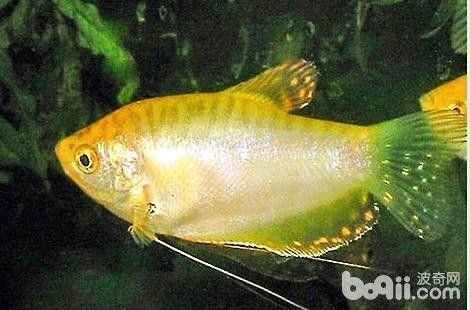 黃曼龍魚好養嗎