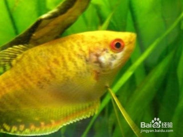 黃曼龍魚好養嗎