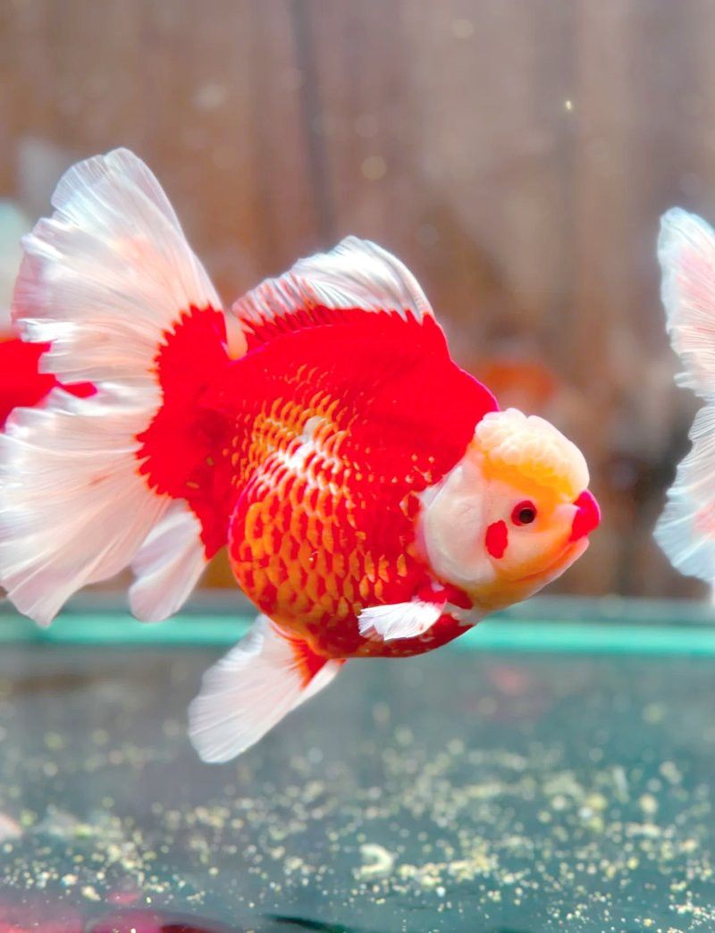如何判斷黑龍睛金魚是否患病？