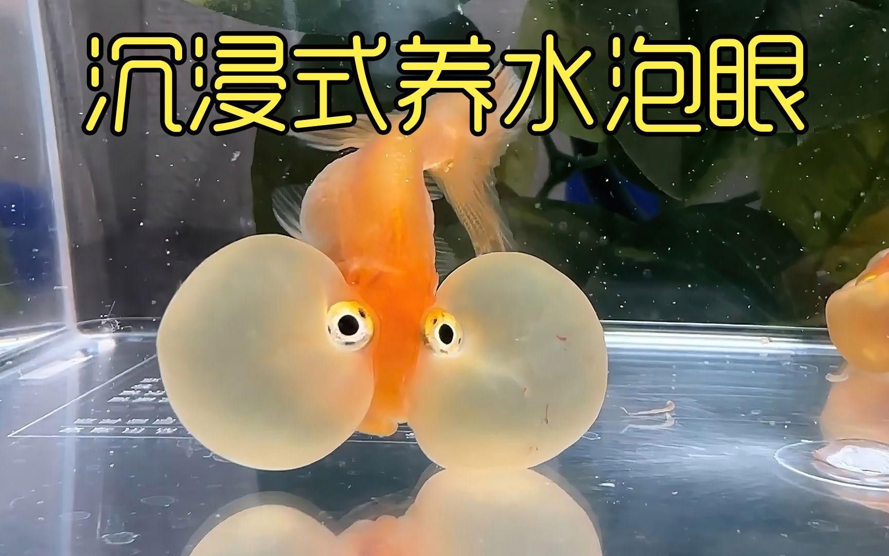 如何判斷黑龍睛金魚是否患病？