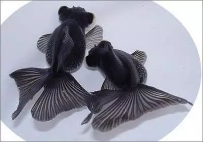 如何判斷黑龍睛金魚是否患病？
