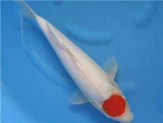 龍魚幼苗多大能繁殖了：龍魚幼苗多大能繁殖
