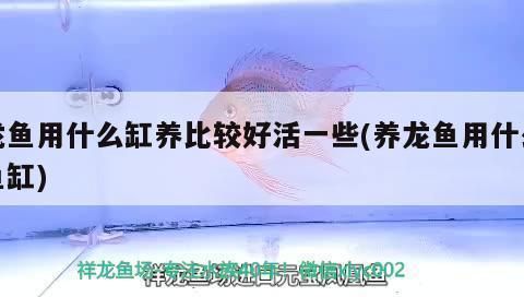 龍魚用什么缸養比較好看：關于龍魚魚缸的選擇