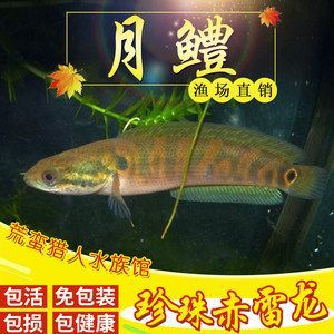 彩虹雷龍和七星魚有什么區別呢：彩虹雷龍和七星魚在種類歸屬、體型差異、生態習性差異