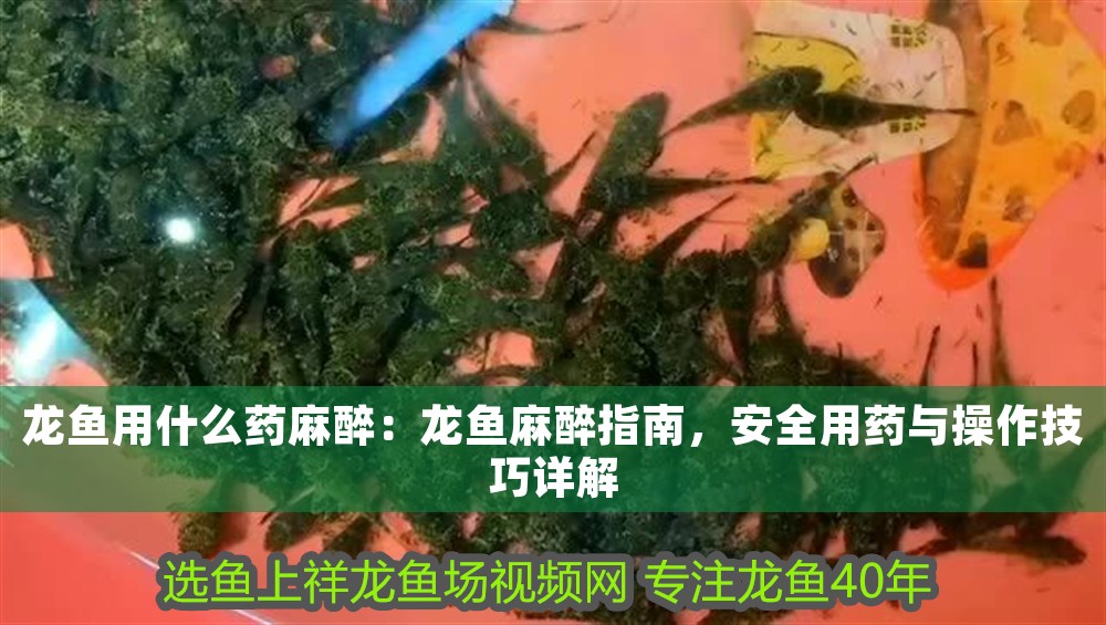 龍魚用什么藥麻醉：龍魚麻醉指南，安全用藥與操作技巧詳解 龍魚用什么藥麻醉：龍魚麻醉指南，安全用藥與操作技巧詳解 龍魚百科 第1張