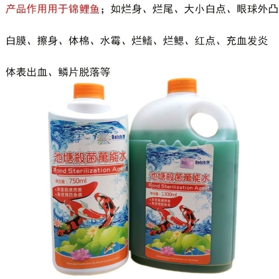 如何預(yù)防龍鳳鯉魚白膜病：如何預(yù)防龍鳳鯉魚白膜病的發(fā)生 如何預(yù)防龍鳳鯉魚白膜病：如何預(yù)防龍鳳鯉魚白膜病的發(fā)生 龍魚百科 第2張