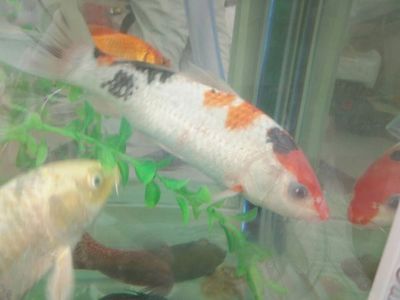 如何預(yù)防龍鳳鯉魚白膜病：如何預(yù)防龍鳳鯉魚白膜病的發(fā)生 如何預(yù)防龍鳳鯉魚白膜病：如何預(yù)防龍鳳鯉魚白膜病的發(fā)生 龍魚百科 第1張
