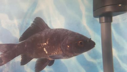 如何預(yù)防龍鳳鯉魚白膜病：如何預(yù)防龍鳳鯉魚白膜病的發(fā)生 如何預(yù)防龍鳳鯉魚白膜病：如何預(yù)防龍鳳鯉魚白膜病的發(fā)生 龍魚百科 第5張