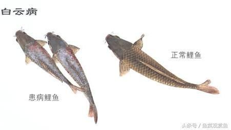 如何預(yù)防龍鳳鯉魚白膜病：如何預(yù)防龍鳳鯉魚白膜病的發(fā)生 如何預(yù)防龍鳳鯉魚白膜病：如何預(yù)防龍鳳鯉魚白膜病的發(fā)生 龍魚百科 第6張