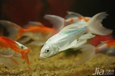 如何預(yù)防龍鳳鯉魚白膜病：如何預(yù)防龍鳳鯉魚白膜病的發(fā)生 如何預(yù)防龍鳳鯉魚白膜病：如何預(yù)防龍鳳鯉魚白膜病的發(fā)生 龍魚百科 第4張