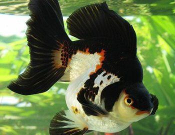 金魚公母區分圖解
