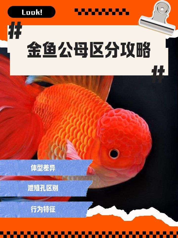 金魚公母區分圖解