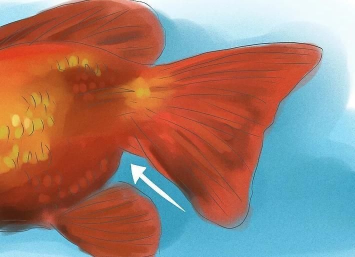 金魚公母區分圖解