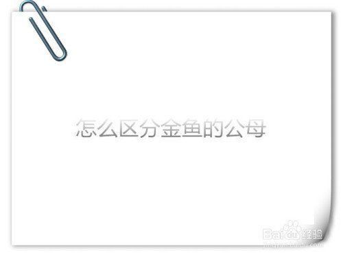 金魚公母區分圖解