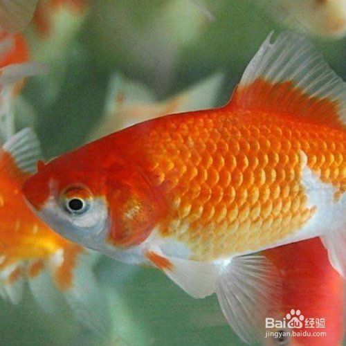 金魚公母區分圖解