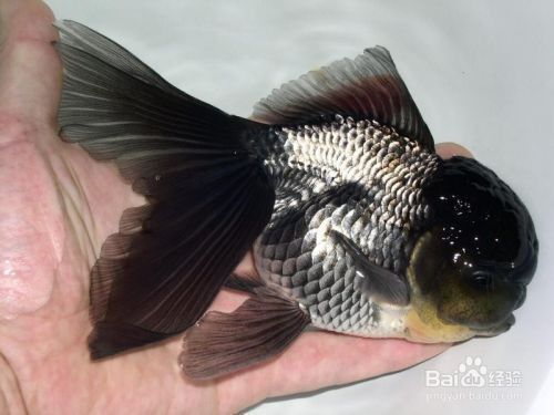 金魚公母區分圖解