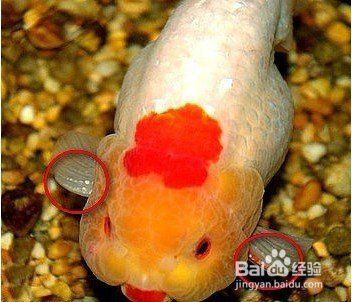 金魚公母區分圖解