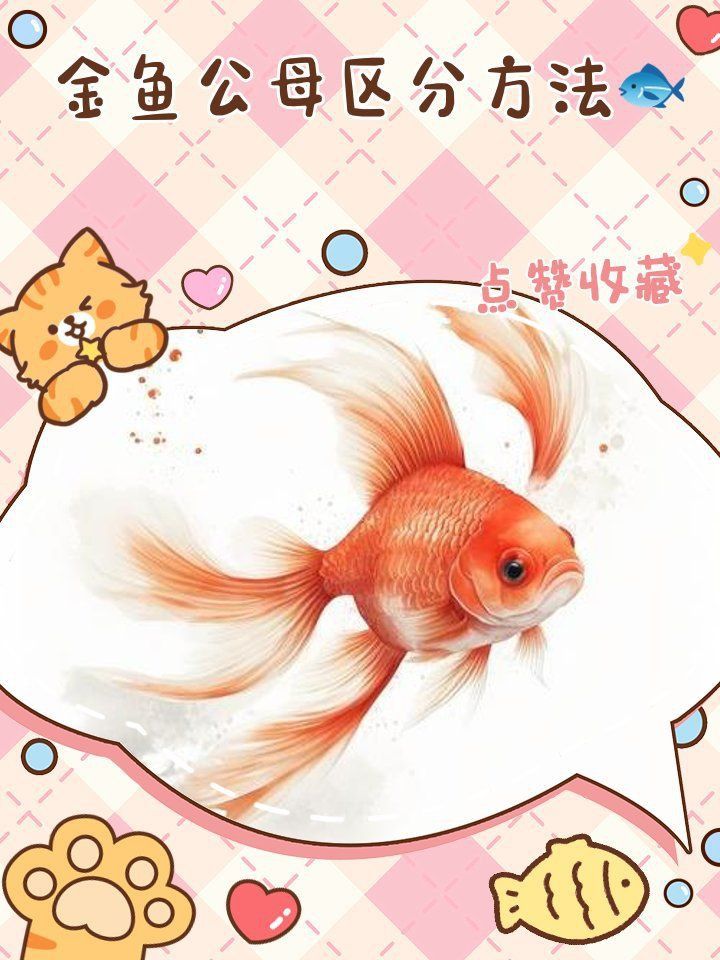 金魚公母區分圖解