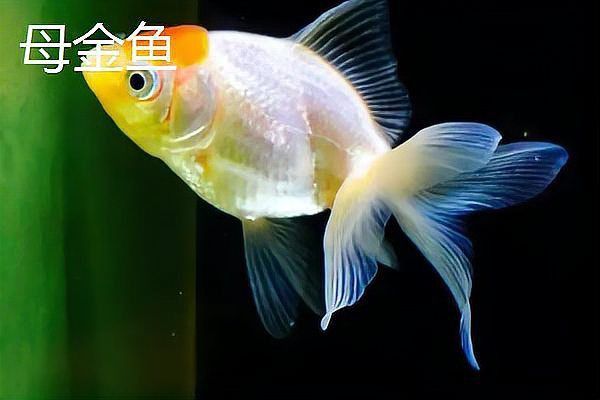 金魚公母區分圖解