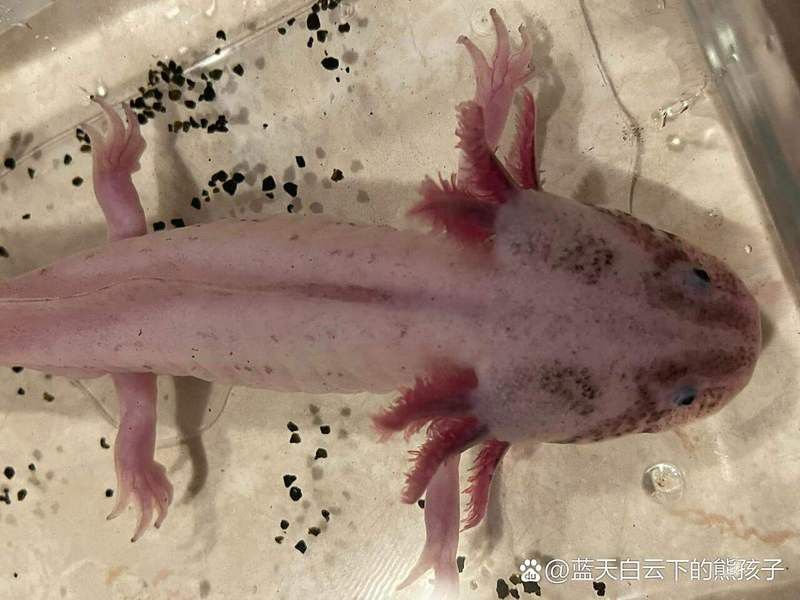六角恐龍魚人工繁殖需要哪些設備？ 六角恐龍魚人工繁殖需要哪些設備？ 龍魚百科 第9張