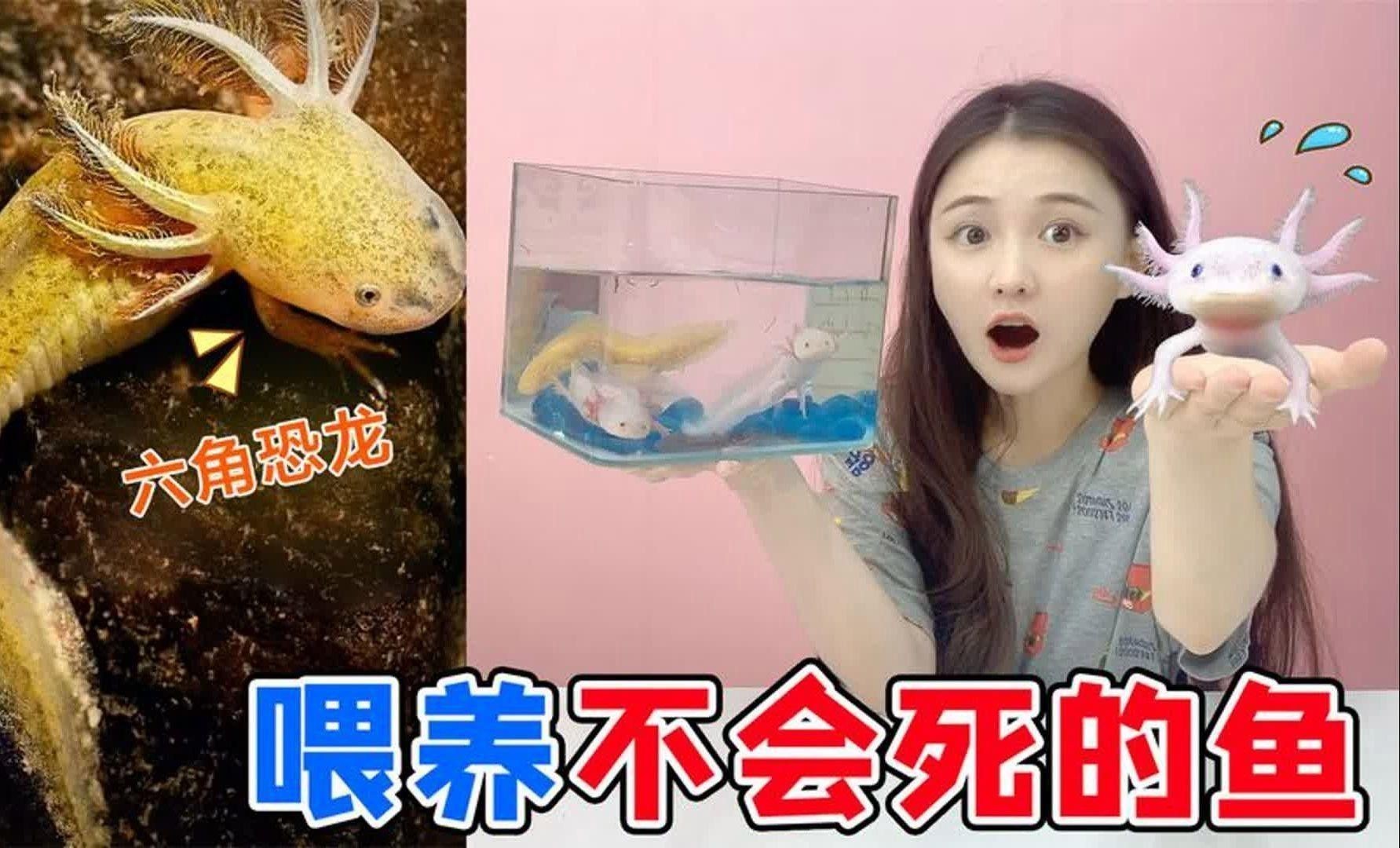六角恐龍魚人工繁殖需要哪些設備？ 六角恐龍魚人工繁殖需要哪些設備？ 龍魚百科 第12張