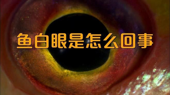 銀龍魚眼睛長白膜是什么原因造成的