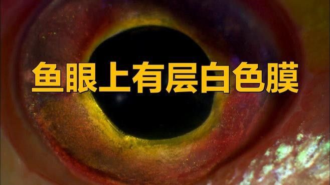 銀龍魚眼睛長白膜是什么原因造成的
