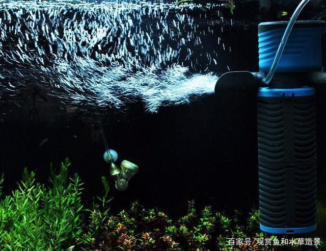 魚缸里魚養幾條最好？（如何計算魚缸的水容量）