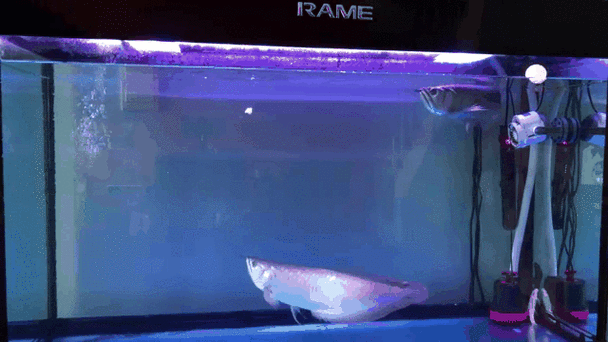 銀龍魚長大的樣子圖片大全 龍魚百科 第25張 銀龍魚長大的樣子圖片大全 銀龍魚長大的樣子圖片大全 龍魚百科 第25張