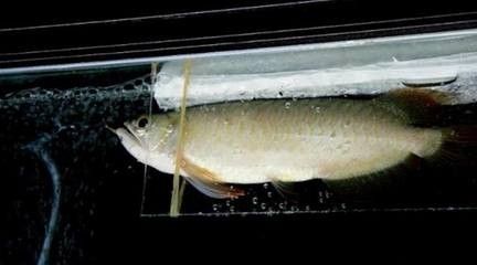 龍魚溫度低翻了：龍魚水溫過低境下的適應性問題，如何處理龍魚溫度低翻