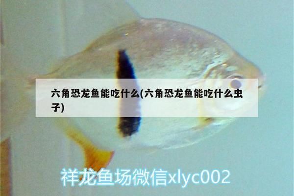 斑馬鴨嘴魚(yú)苗繁殖期食物選擇，