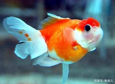 紅頭利魚水溫控制技巧：紅頭利魚水溫波動影響，紅頭利魚保溫材料選擇指南 紅頭利魚水溫控制技巧：紅頭利魚水溫波動影響，紅頭利魚保溫材料選擇指南 龍魚百科 第2張