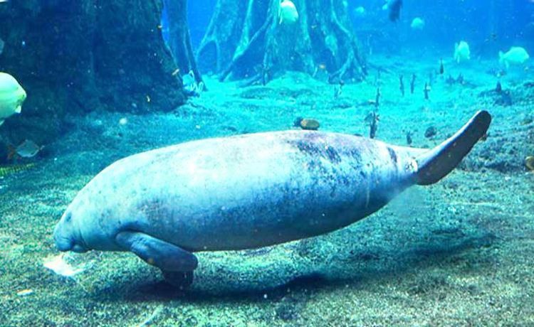 珠海魚缸 首選龍魚世家水族館 珠海魚缸 首選龍魚世家水族館 龍魚百科 第2張