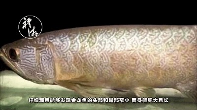 金龍魚怎么做標(biāo)本